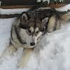 scout 12-2010 10